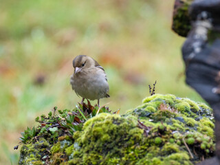 Buchfink (Fringilla coelebs)