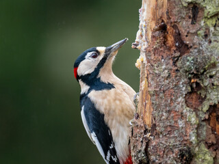 Obraz premium Buntspecht&nbsp;(Dendrocopos major)