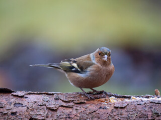 Buchfink (Fringilla coelebs)