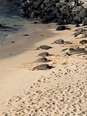 see turtles on the beach