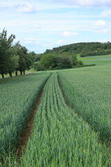 Fototapeta premium blick über ein feld das mit Getreide angepflanzt ist