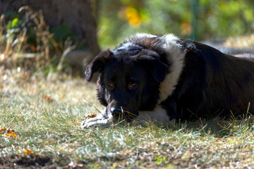 Bulgarian Shepherd Dog Laying on Grass