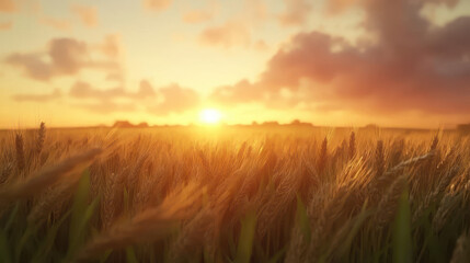 Obraz premium Golden Wheat Field at Sunset A Serene Landscape