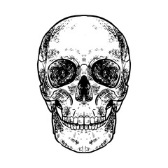 Illustration of an Human Skull Bones Anatomy Handdrawn