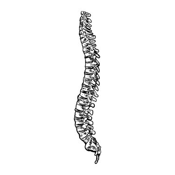 Illustration of an Human BackBones Anatomy Handdrawn