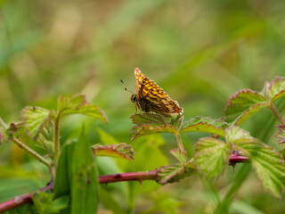 Duke of Burgundy Butterfly Resting. Side View.