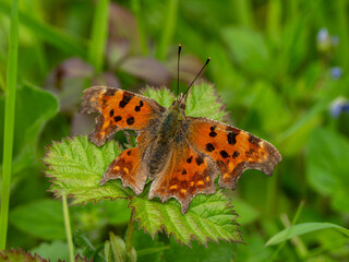 Comma Butterfly Resting With its Wings Open