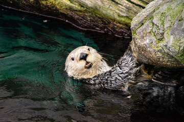 Playful Sea Otter Swimming and Holding On to a Rock