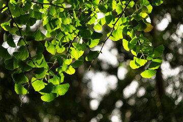 Sunlit Ginkgo Leaves in a Forest Setting - Perfect for Wallpaper