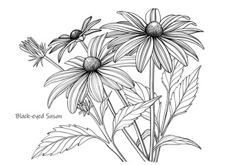Vector Black-eyed Susan flowers, outline floral illustration, black and white botanical sketch on white background.