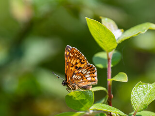 Duke of Burgundy Butterfly Resting. Side View.