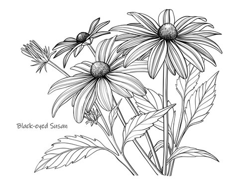 Vector Black-eyed Susan flowers, outline floral illustration, black and white botanical sketch on white background.