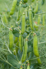 pisum sativum harvest