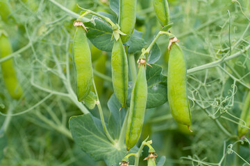 pisum sativum harvest