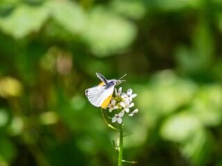 Orange-tip Butterfly Feeding on Garlic Mustard