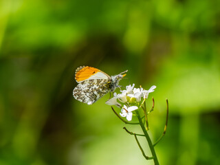 Orange-tip Butterfly Feeding on Garlic Mustard
