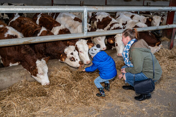 Portes ouvertes annuelle dans une ferme qui pratique la vente directe de produits fermiers (charcuterie, produits laitiers). Parents avec enfants devant l'enclos des veaux