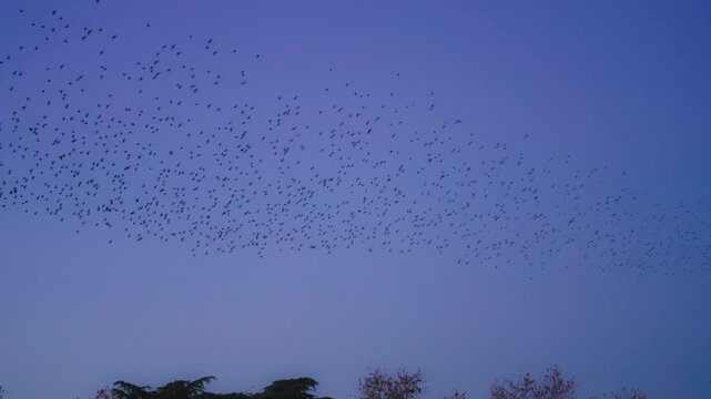 Vast Bird Flock Flying in Formation
