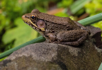 Frog.jpg