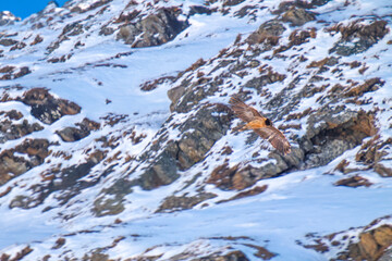 a bearded vulture, gypaetus barbatus, a very large bird of prey, is flying in the alps of austria in the hohe tauern national park, at a winter day