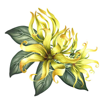 Ylang-ylang or kanaga flowers. A bouquet of exotic fragrant yellow flowers with leaves. A hand-drawn watercolor illustration. A design element on an isolated background.