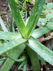  Aloe vera plant at Kurunegala, North Western Province, Sri Lanka