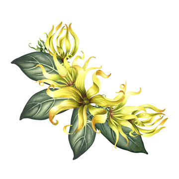 Ylang-ylang or kanaga flowers. A bouquet of exotic fragrant yellow flowers with leaves. A hand-drawn watercolor illustration. A design element for packaging, labels, postcards, prints or posters.