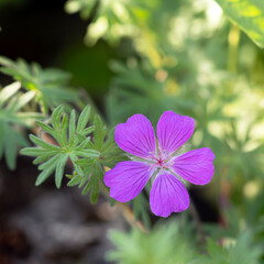 cranesbill rozanne