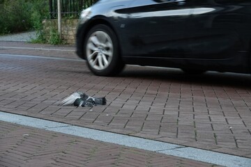 Black Car Passing a Tragic Roadkill Fallen Pigeon Carcass on Street