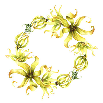 A wreath of ylang-ylang or kanaga flowers, exotic fragrant yellow flowers with leaves. A hand-drawn watercolor illustration. A design element for packaging, labels, postcards, prints or posters.