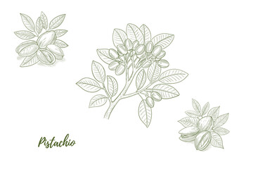 Vector pistachio plant with nuts and flowers line art illustration, graphic line combination. Pistachio nuts. Pistachio branch. Great for any designs, textile, art, walls, package