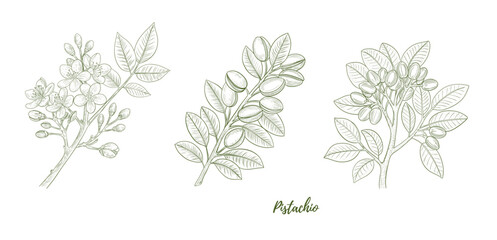 Vector pistachio plant with nuts and flowers line art illustration, graphic line combination. Pistachio nuts. Pistachio branch. Great for any designs, textile, art, walls, package