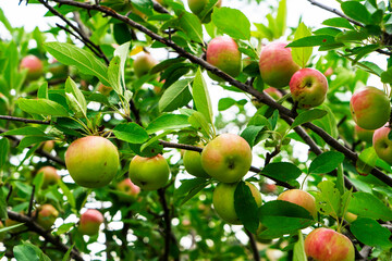 red, green, sweet ripe apples hanging on trees in the garden . The concept of healthy eating.