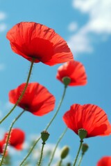 Obraz premium Bright red poppies bloom against a blue sky in a serene natural setting during springtime