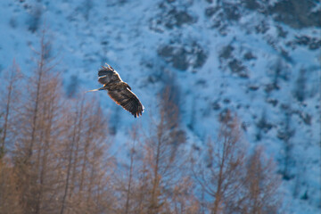 a bearded vulture, gypaetus barbatus, a very large bird of prey, is flying in the alps of austria in the hohe tauern national park, at a winter day