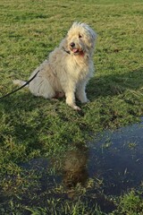 Goldendoodle auf Wiese mit Spiegelung