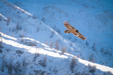 a bearded vulture, gypaetus barbatus, a very large bird of prey, is flying in the alps of austria in the hohe tauern national park, at a winter day