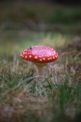 Beautiful fly agaric on a green meadow