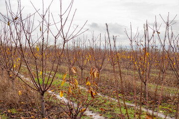 Cherry Orchard. Rows of fruit trees with fallen leaves in a large garden in late autumn