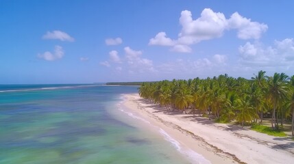 Serene Tropical Beach with Palm Trees and Clear Turquoise Waters