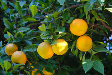 Mandarin trees on branches ripe fruits