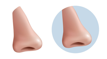 3d realistic vector icon illustration. Human nose profile. Man anatomy, body parts, respiratory elements.