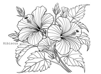 Vector Hibiscus flowers and leaves, outline floral illustration, black and white botanical sketch