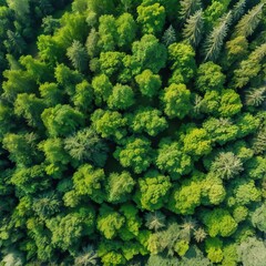 Naklejka premium Lush green forest canopy creating stunning natural pattern from aerial view
