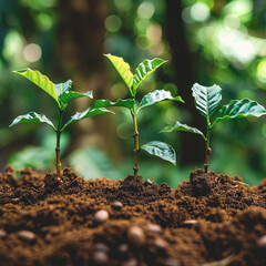 Growth Trees concept Coffee bean seedlings nature background Beautiful gree