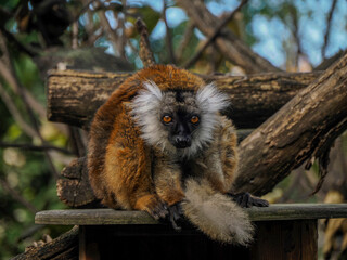 lemur looking at you close up