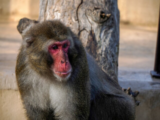 Japanese macaque ape monkey close up