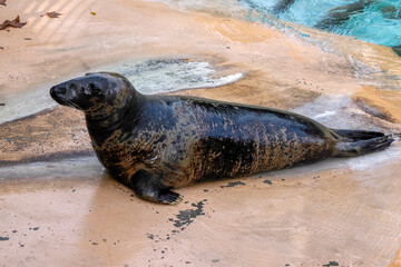 Grey seal close to human being inspected
