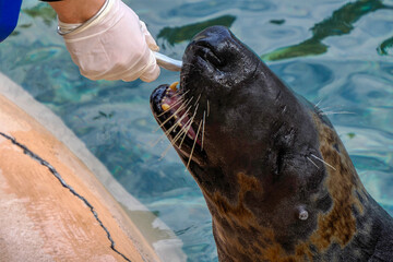 Grey seal close to human