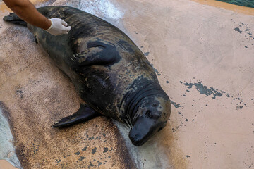 Grey seal close to human being inspected